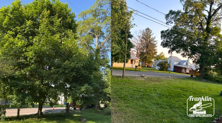 Tree in Power Lines