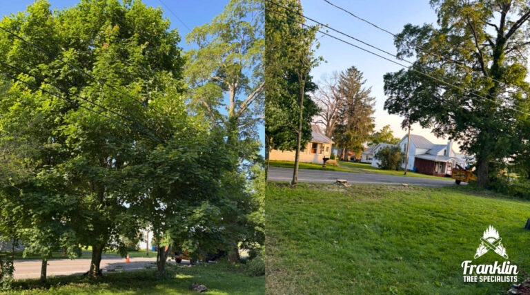 Tree in Power Lines